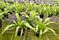 Birds Nest Fern Assortment - 3 Live Plants in 6 Inch Pots - Grower&