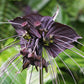 Black Bat Flower - Live Plant in a 4 Inch Pot - Not in Bloom When Shipped - Tacca chantrieri - Extremely Rare and Exotic Flowering Plant