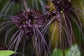 Black Bat Flower - Live Plant in a 4 Inch Pot - Not in Bloom When Shipped - Tacca chantrieri - Extremely Rare and Exotic Flowering Plant