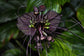 Black Bat Flower - Live Plant in a 4 Inch Pot - Not in Bloom When Shipped - Tacca chantrieri - Extremely Rare and Exotic Flowering Plant