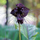 Black Bat Flower - Live Plant in a 4 Inch Pot - Not in Bloom When Shipped - Tacca chantrieri - Extremely Rare and Exotic Flowering Plant