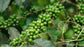 Black Pepper Plant - Live Vine in a 4 Inch Grower&