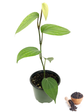 Black Pepper Plant - Live Vine in a 4 Inch Grower&