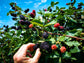 BlackBerry Plant - Live Plant in a 4 Inch Pot - Variety Chosen Based on Season and Health - Fruit Trees for The Patio and Garden