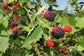 BlackBerry Plant - Live Plant in a 4 Inch Pot - Variety Chosen Based on Season and Health - Fruit Trees for The Patio and Garden