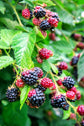 BlackBerry Plant - Live Plant in a 4 Inch Pot - Variety Chosen Based on Season and Health - Fruit Trees for The Patio and Garden