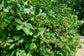 BlackBerry Plant - Live Plant in a 4 Inch Pot - Variety Chosen Based on Season and Health - Fruit Trees for The Patio and Garden