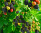 BlackBerry Plant - Live Plant in a 4 Inch Pot - Variety Chosen Based on Season and Health - Fruit Trees for The Patio and Garden