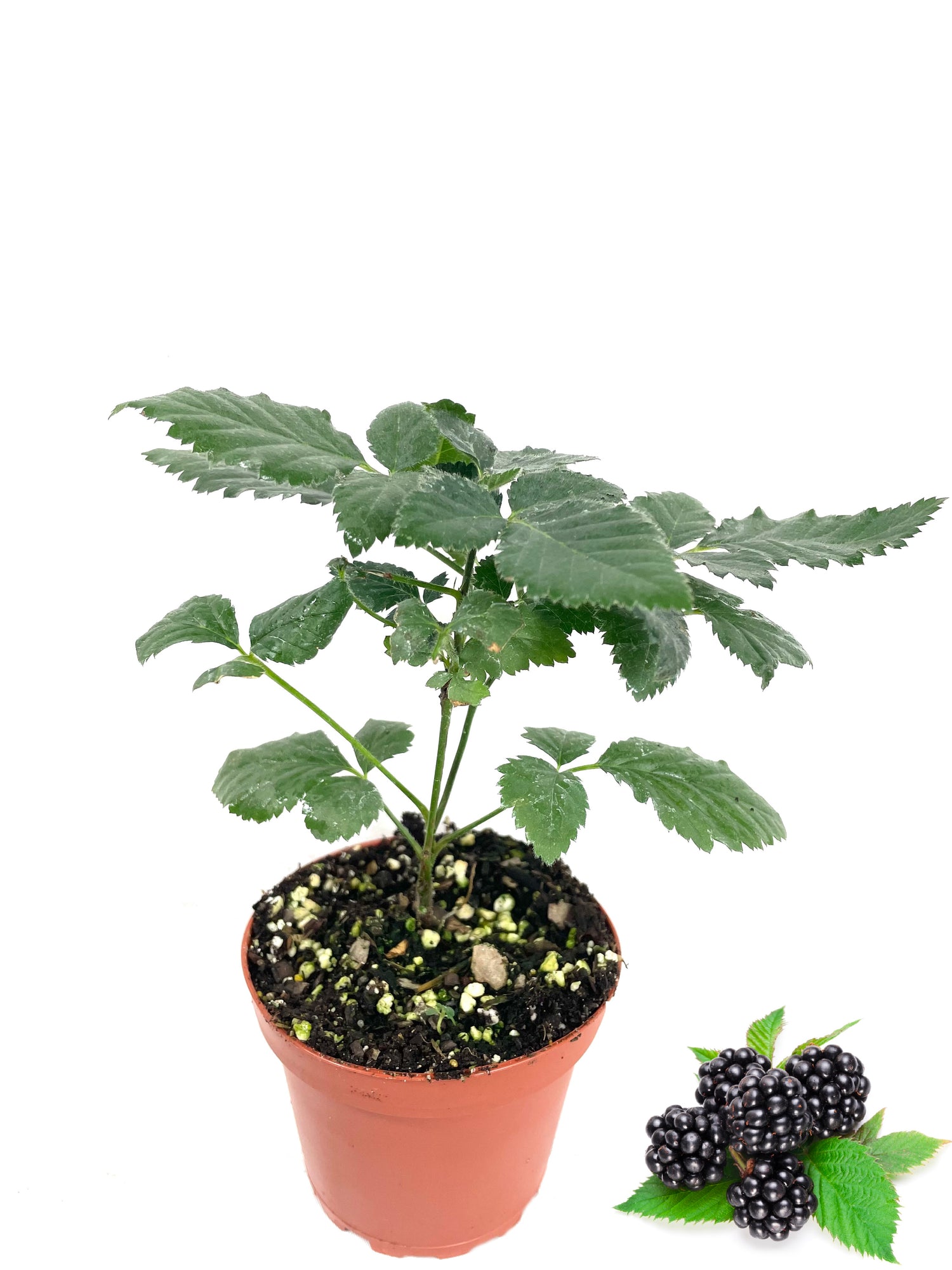blackberry plant in a pot BlackBerry Plant - Live Plant in a 4 Inch Pot