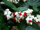Bleeding Heart Vine - Live Plant in a 4 Inch Pot - Clerodendrum Thomsoniae - Florist Quality Indoor Outdoor Flowering Vine from Florida