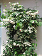 Bleeding Heart Vine - Live Plant in a 4 Inch Pot - Clerodendrum Thomsoniae - Florist Quality Indoor Outdoor Flowering Vine from Florida