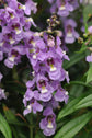 Blue Angelonia - Live Plant in a 4 inch Pot - Beautiful Flowering Annuals for Gardens and Patios - Butterfly and Hummingbird Attractor