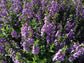 Blue Angelonia - Live Plant in a 4 inch Pot - Beautiful Flowering Annuals for Gardens and Patios - Butterfly and Hummingbird Attractor