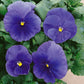 Blue Pansy - Live Plant in a 4 Inch Growers Pot - Finished Plants Ready for The Patio and Garden