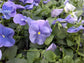 Blue Pansy - Live Plant in a 4 Inch Growers Pot - Finished Plants Ready for The Patio and Garden