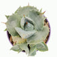 Blue Rose Agave - Live Plant in a 6 Inch Pot - Agave Potatorum &
