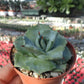 Blue Rose Agave - Live Plant in a 6 Inch Pot - Agave Potatorum &