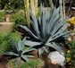 Blue Tequila Agave - Live Plant in a 6 Inch Pot - Agave Tequilana Weberi - Cactus Succulent - Extremely Rare Plants from Florida