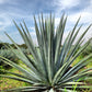 Blue Tequila Agave - Live Plant in a 6 Inch Pot - Agave Tequilana Weberi - Cactus Succulent - Extremely Rare Plants from Florida