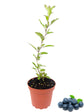 Blueberry Plant - Live Plant in a 4 Inch Growers Pot - Edible Fruit Bearing Tree for The Patio and Garden