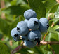 Blueberry Plant - Live Plant in a 4 Inch Growers Pot - Edible Fruit Bearing Tree for The Patio and Garden