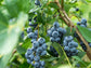 Blueberry Plant - Live Plant in a 4 Inch Growers Pot - Edible Fruit Bearing Tree for The Patio and Garden