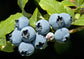 Blueberry Plant - Live Plant in a 4 Inch Growers Pot - Edible Fruit Bearing Tree for The Patio and Garden