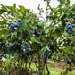 Blueberry Plant - Live Plant in a 6 Inch Growers Pot - Grower&
