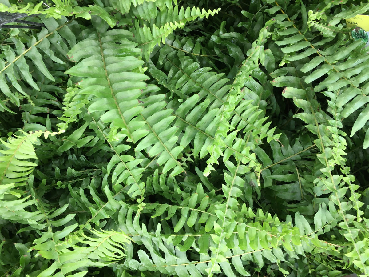 Boston Compacta Roots Boston Compacta Fern - 3 Live Plants in 2 Inch Pots - Nephrolepis Exal ...