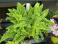 Boston Compacta Fern - 3 Live Plants in 2 Inch Pots - Nephrolepis Exaltata Compacta - Beautiful Clean Air Indoor Outdoor Ferns from Florida