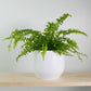 Boston Compacta Fern - 3 Live Plants in 2 Inch Pots - Nephrolepis Exaltata Compacta - Beautiful Clean Air Indoor Outdoor Ferns from Florida