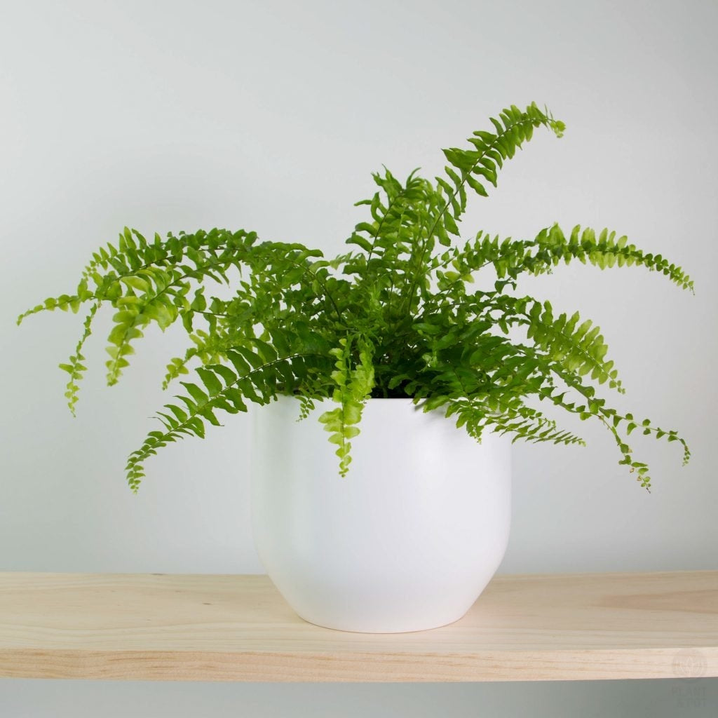 Boston Compacta Roots Boston Compacta Fern - 3 Live Plants in 2 Inch Pots - Nephrolepis Exal ...