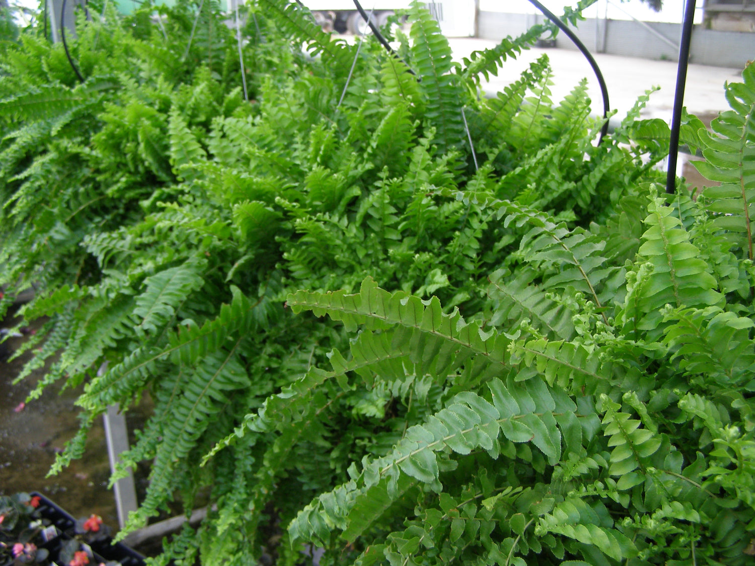 Boston Compacta Roots Boston Compacta Fern - 3 Live Plants in 2 Inch Pots - Nephrolepis Exal ...