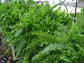 Boston Compacta Fern - 3 Live Plants in 2 Inch Pots - Nephrolepis Exaltata Compacta - Beautiful Clean Air Indoor Outdoor Ferns from Florida