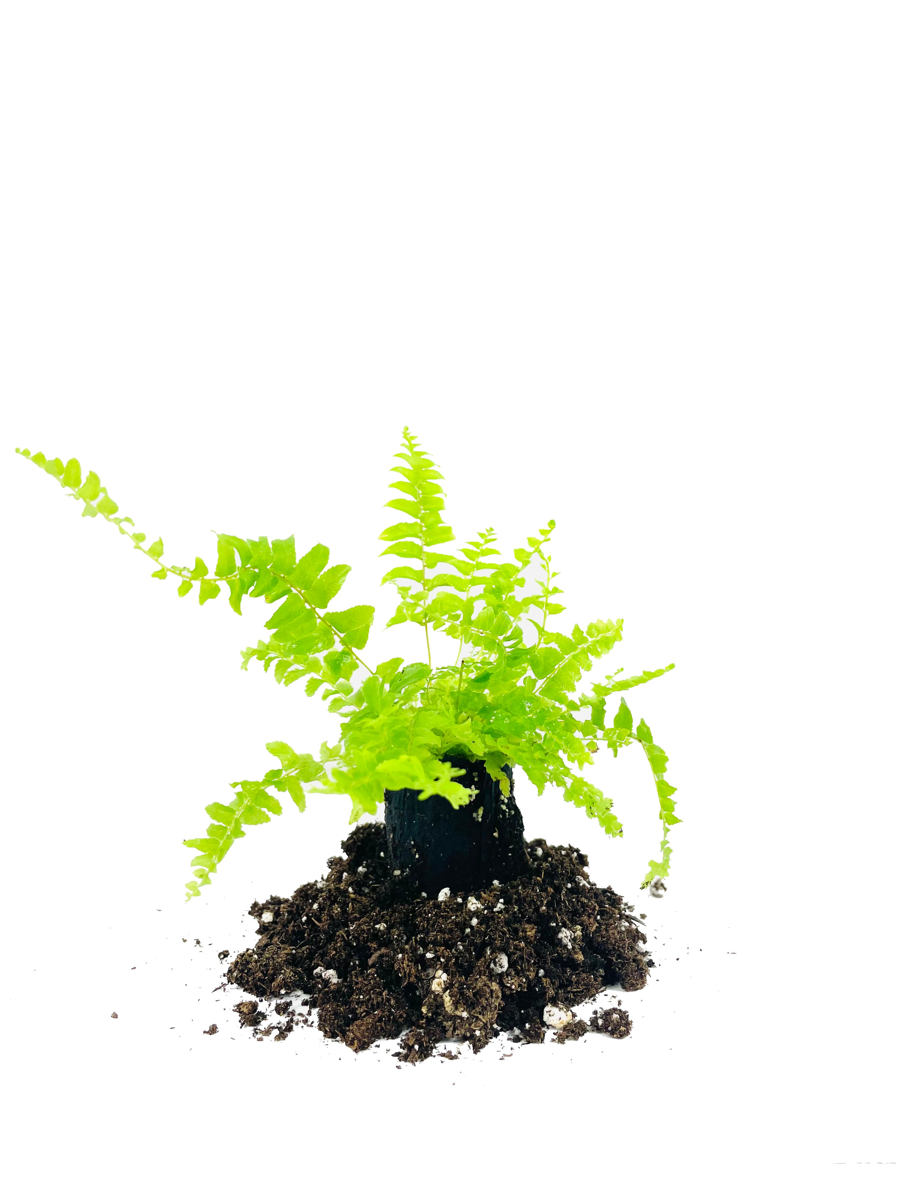 Boston Compacta Roots Boston Compacta Fern - 3 Live Plants in 2 Inch Pots - Nephrolepis Exal ...