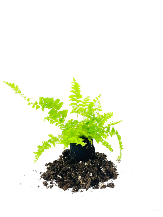 Boston Compacta Fern - 3 Live Plants in 2 Inch Pots - Nephrolepis Exaltata Compacta - Beautiful Clean Air Indoor Outdoor Ferns from Florida