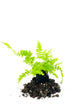 Boston Compacta Fern - 3 Live Plants in 2 Inch Pots - Nephrolepis Exaltata Compacta - Beautiful Clean Air Indoor Outdoor Ferns from Florida