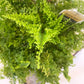 Boston Fern Assortment - 3 Live Plants in 6 Inch Pots - Grower&