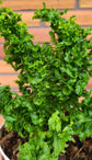 Boston Fern Assortment - 3 Live Plants in 6 Inch Pots - Grower&