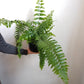 Boston Fern Assortment - 3 Live Plants in 6 Inch Pots - Grower&