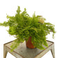 Boston Fern Assortment - 3 Live Plants in 6 Inch Pots - Grower&