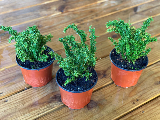 Boston Fern Assortment - 3 Live Plants in 6 Inch Pots - Grower&