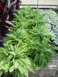 Boston Fern Hanging Basket - Live Plant in an 10 Inch Pot - Nephrolepis Exaltata - Beautiful Indoor Air Purifying Fern