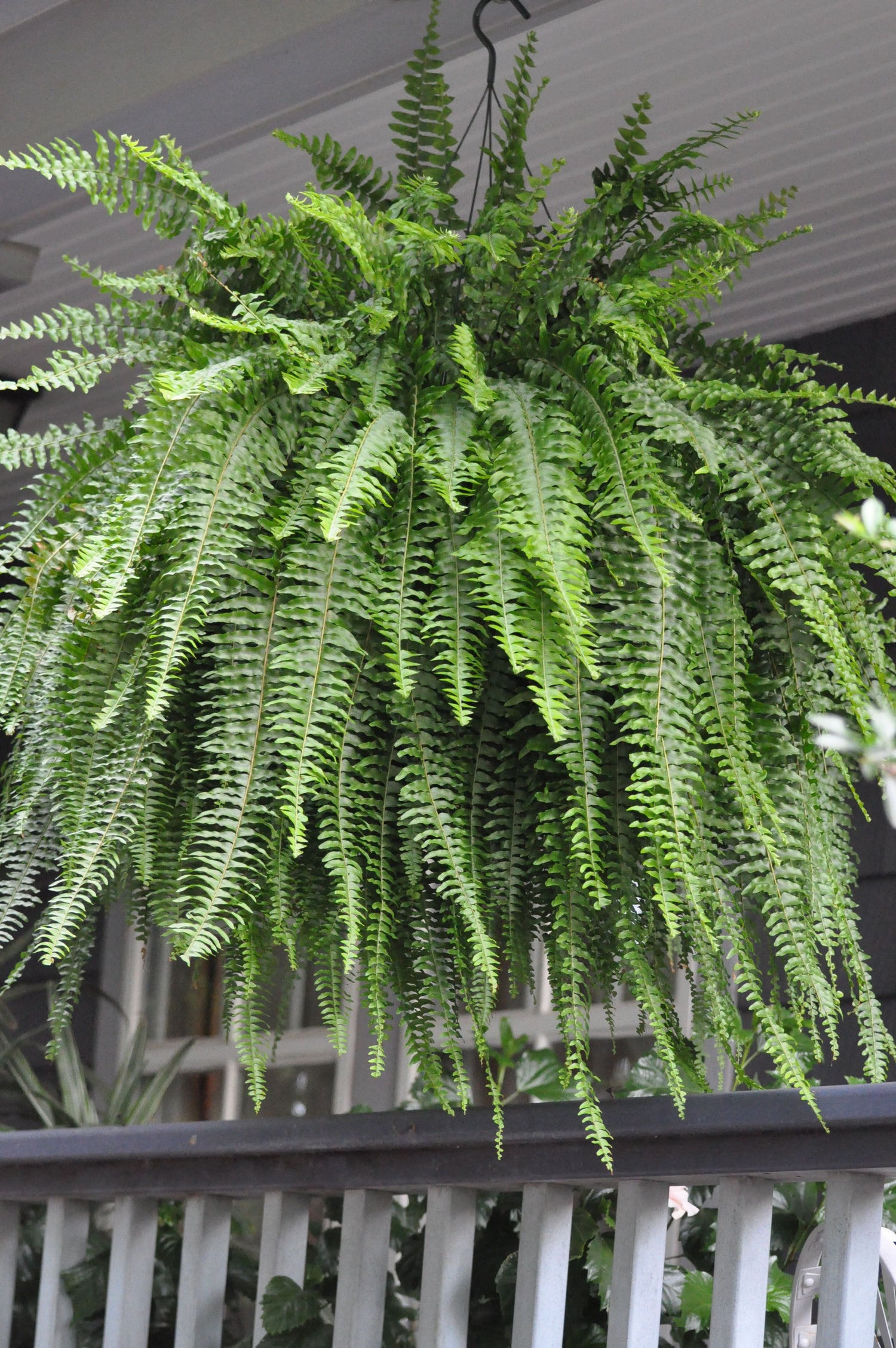 boston fern hanging plant Boston Fern Hanging Basket - Live Plant in an 10 Inch Pot - Nephrolepis Exaltata