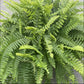 Boston Fern Hanging Basket - Live Plant in an 10 Inch Pot - Nephrolepis Exaltata - Beautiful Indoor Air Purifying Fern