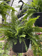 Boston Fern Hanging Basket - Live Plant in an 10 Inch Pot - Nephrolepis Exaltata - Beautiful Indoor Air Purifying Fern