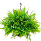 Boston Fern Hanging Basket - Live Plant in an 10 Inch Pot - Nephrolepis Exaltata - Beautiful Indoor Air Purifying Fern