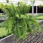 Boston Petticoat Fern - 3 Live Plants in 2 Inch Pots - Nephrolepis Exaltata &