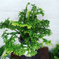 Boston Petticoat Fern - 3 Live Plants in 2 Inch Pots - Nephrolepis Exaltata &