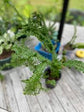 Boston Petticoat Fern - 3 Live Plants in 2 Inch Pots - Nephrolepis Exaltata &
